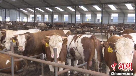 图为正宁县规模养殖场的奶牛。　侯志雄 摄