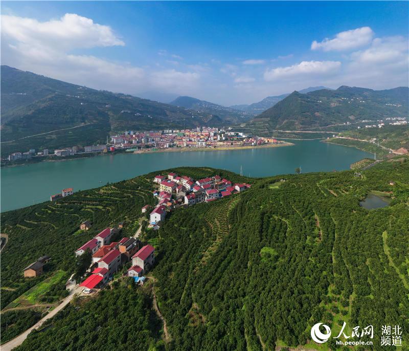 秭归县三峡库区脐橙丰产园(魏启扬 摄)
