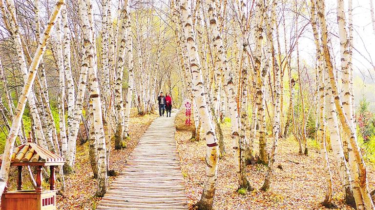 白桦林——心灵散步的地方