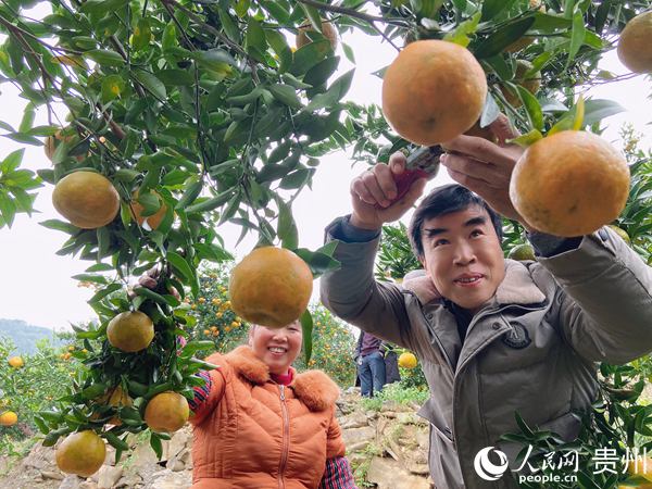 毕节金沙：荒坡变成椪柑林 保了生态富了村民