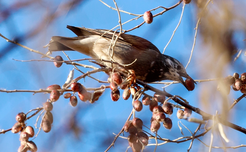 灰椋鸟“做客” 张掖国家湿地公园冬日显生机