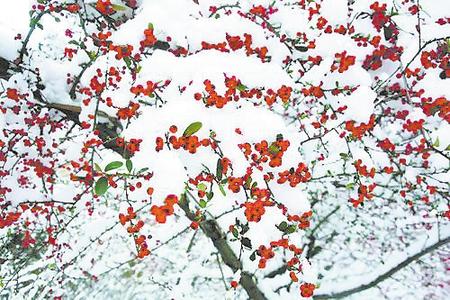 来两当云屏山看雪