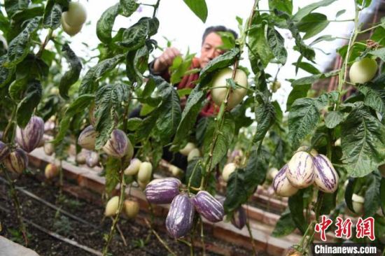 武威市民勤县的“沙漠人参果”成熟，当地果农在日光温室中对果品进行打理。(资料图) 杨艳敏 摄