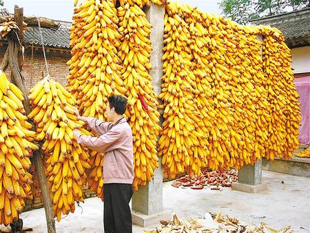 甘肃省粮食总产量首次突破1200万吨大关