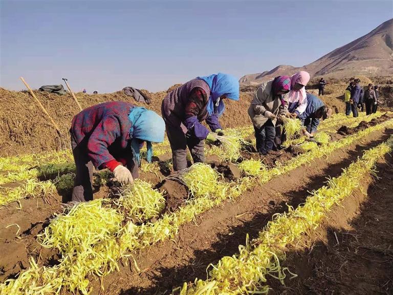 兰州西固区张家大坪村村民种韭黄圆致富梦