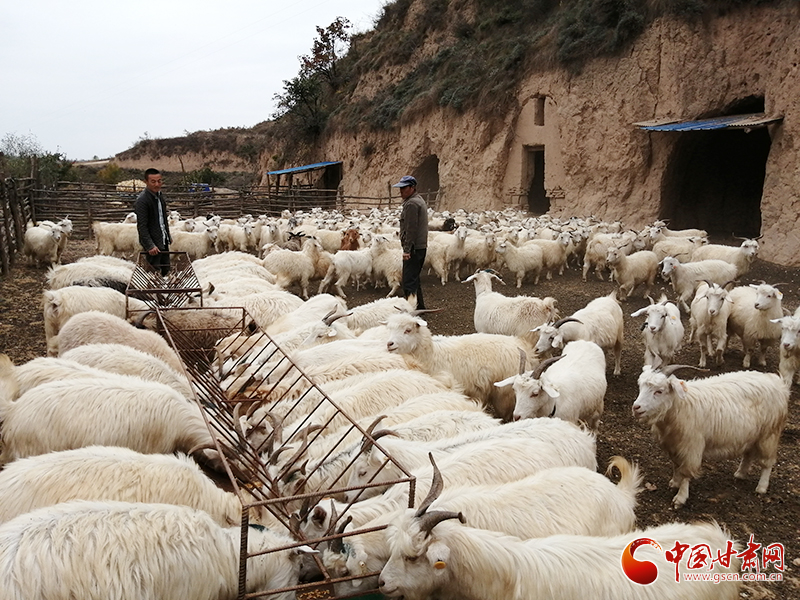 【中国的脱贫智慧】甘肃泾川县：村民赶着羊群奔小康
