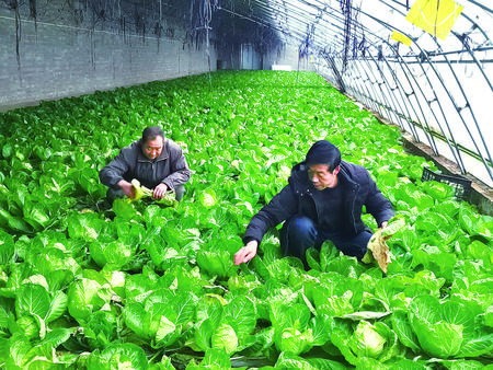 高原夏菜助农增收