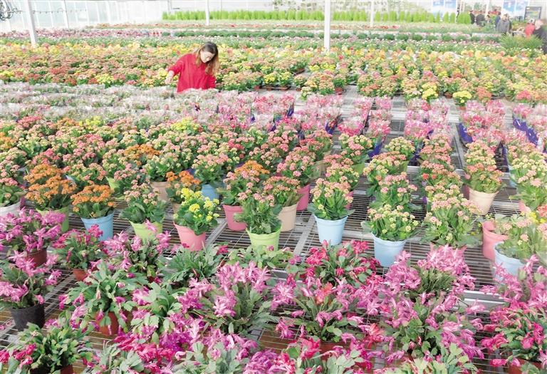 临夏县20多万株水仙花、杜鹃、蝴蝶兰等60多种花卉竞相绽放