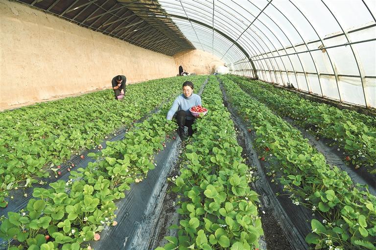 临夏市折桥镇大庄村一颗颗鲜嫩多汁的草莓已经成熟