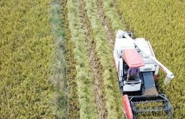 甘肃省出台“硬核”举措稳定粮食生产防止耕地“非粮化”