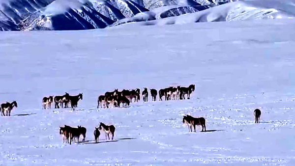野生动物的乐园 哈尔腾草原雪后百头藏野驴转场觅食