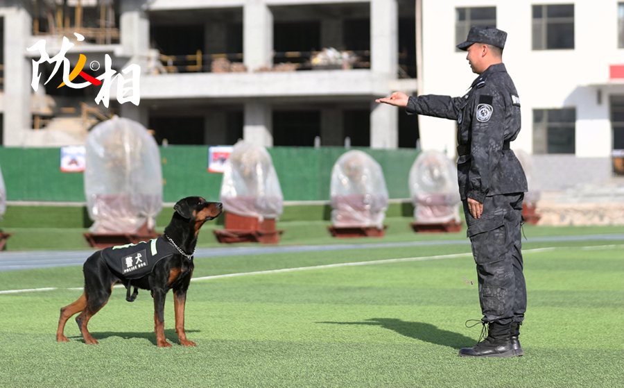 【陇人相·聚焦2021甘肃两会】我的警犬兄弟“米拉”