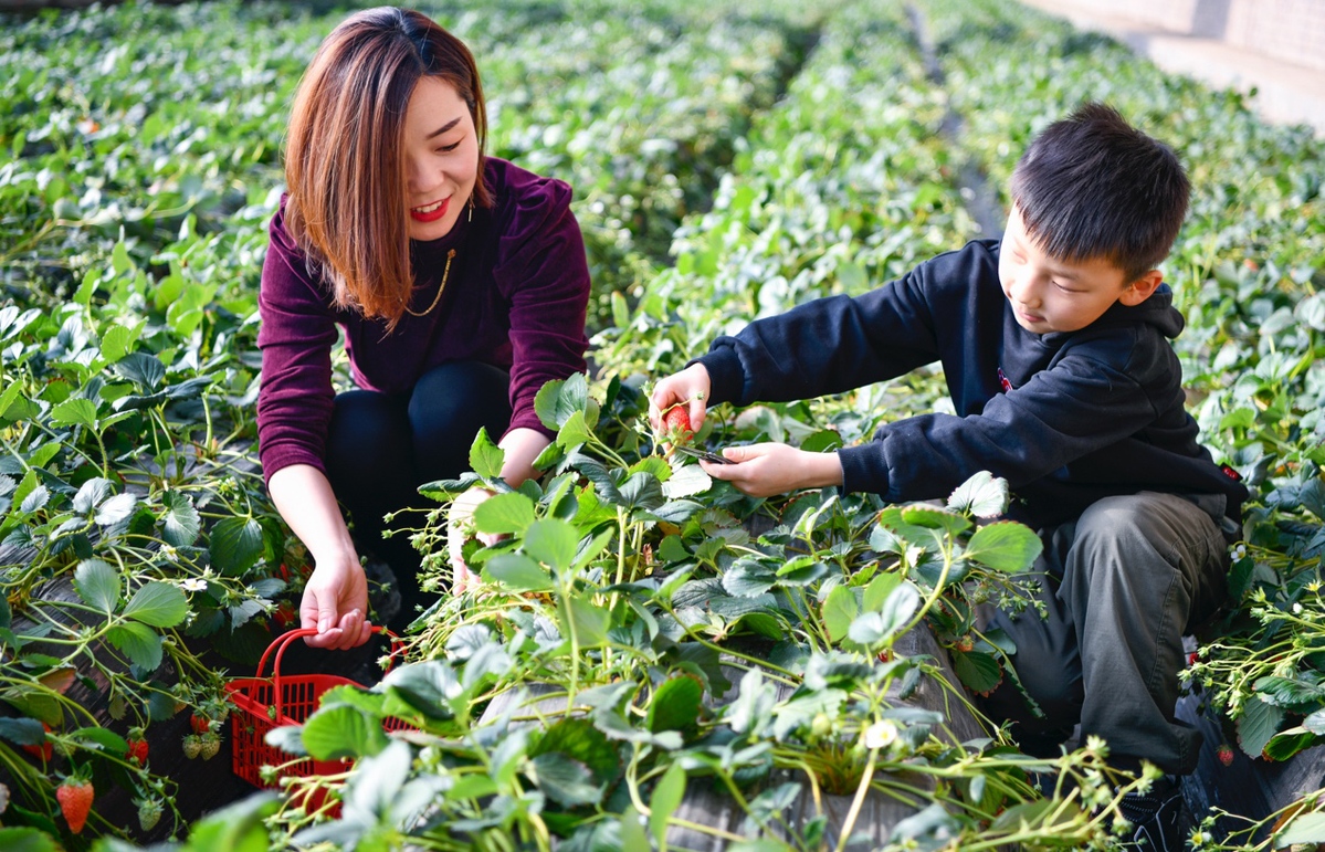 【新春走基层】甘肃酒泉：戈壁滩的草莓红了