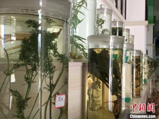 2020年8月下旬，甘肃省定西市陇西县药圃园中集中展示一批由中药材制作而成的标本画。图为标本室中浸渍标本展示。(资料图) 张婧 摄