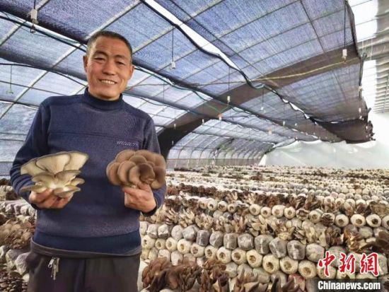 图为村民展示丰收的蘑菇。 史静静 摄 图为村民展示丰收的蘑菇。 史静静 摄