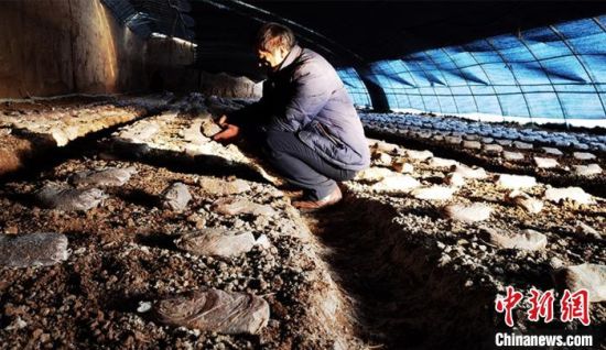 图为黄羊镇温室大棚内，村民正在查看羊肚菌的营养包。　史静静 摄