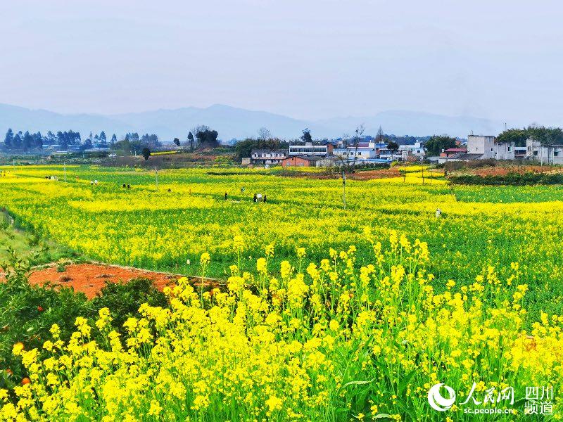 游客们穿行于美丽的油菜花海。人民网 记者彭博摄