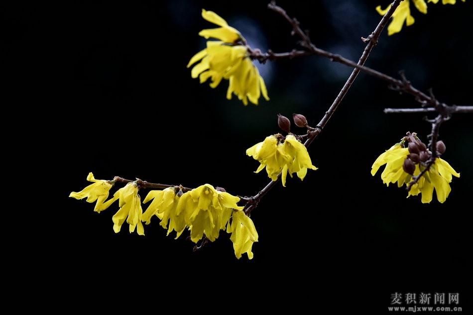 DSC_9857.JPG