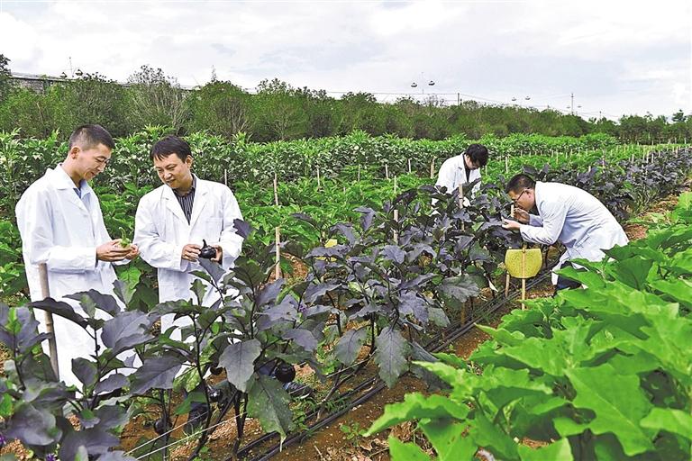 绿色生物农药保障兰州市菜篮子安全