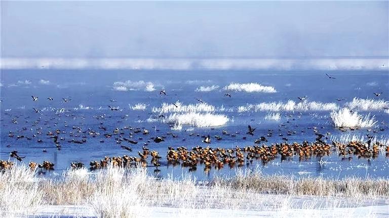 石羊河国家湿地公园冰消雪融 水鸟飞翔