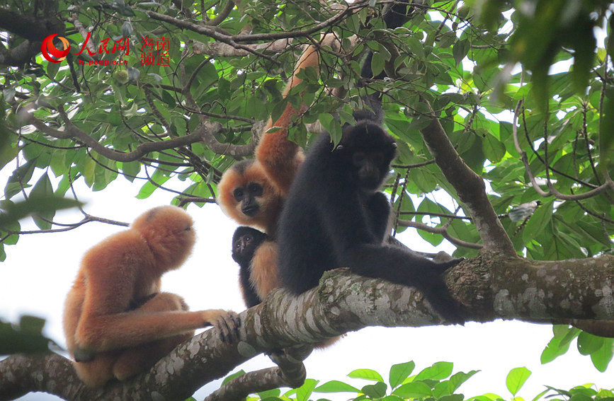 在热带雨林中嬉戏的长臂猿。海南热带雨林国家公园霸王岭分局 李文勇 摄