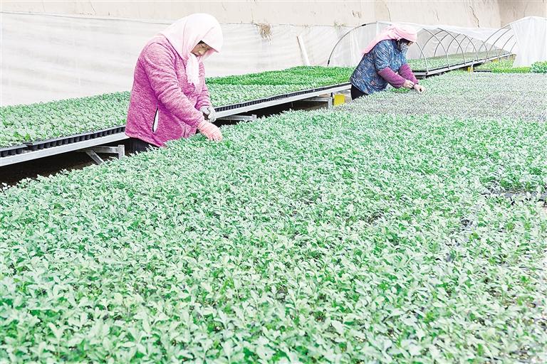 临夏州永靖县穴盘育苗为果蔬生产和扩大规模做好准备