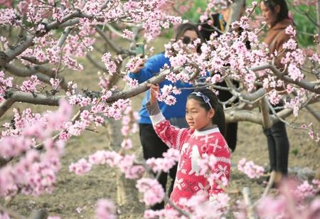 陇南武都区：桃花盛开春意浓