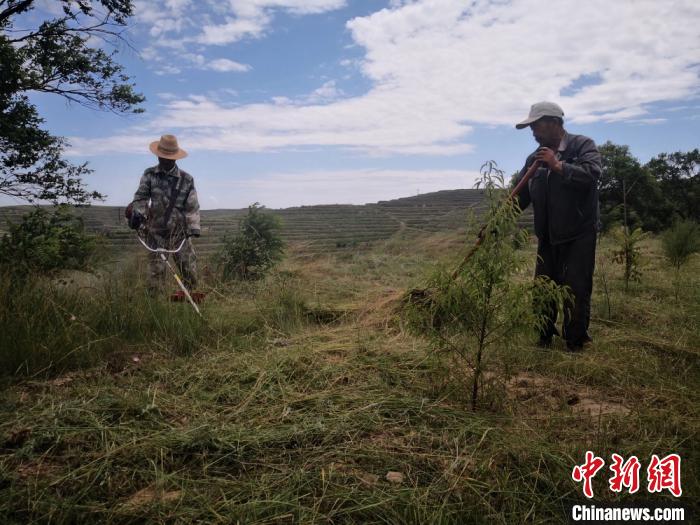 图为定西市安定区的福州林内，护林员在管护树木。(资料图) 杜萍 摄