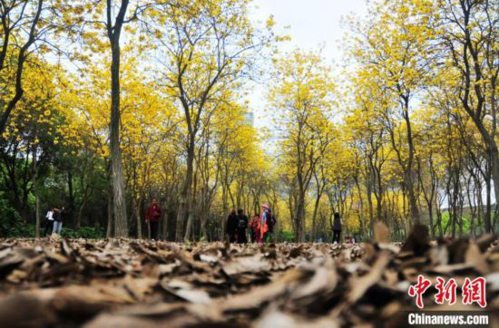 福州:黄花风铃木绽放宛如童话世界