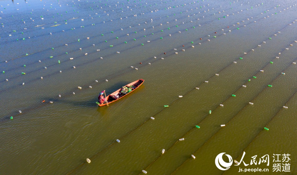 泗洪县养殖户适时投放珍珠蚌。张连华摄