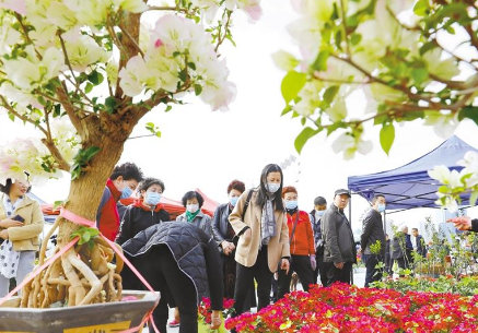 第四届兰州花博会芬芳启幕