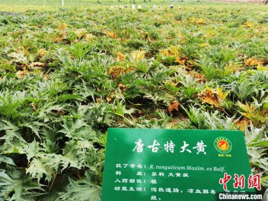 2020年7月29日拍摄于陇西县境内，超过百种中药材在这里培育。(资料图) 殷春永 摄