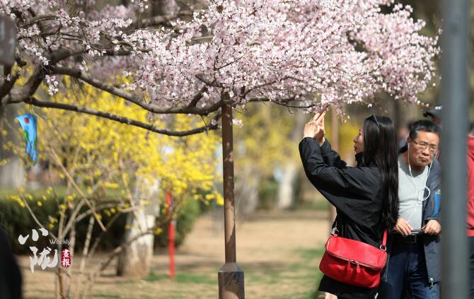 【小陇画报·111期】三月芳菲始 金城春正好（视频）