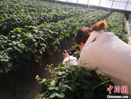图为兰州市民拍摄榆中县的智慧菜园。(资料图) 史静静 摄