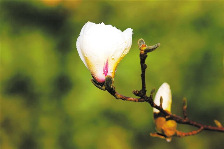 春绿陇原 花开兰州 这份赏花清单您收好