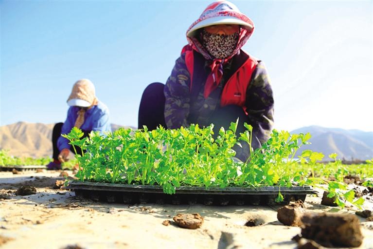 春来好时节 田间耕作勤 榆中县高原夏菜开种 今年计划种植35万亩