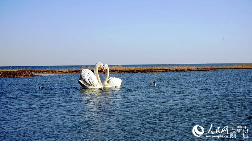 乌梁素海的湖面上，标志性的天鹅雕像栩栩如生。人民网 张聿修摄
