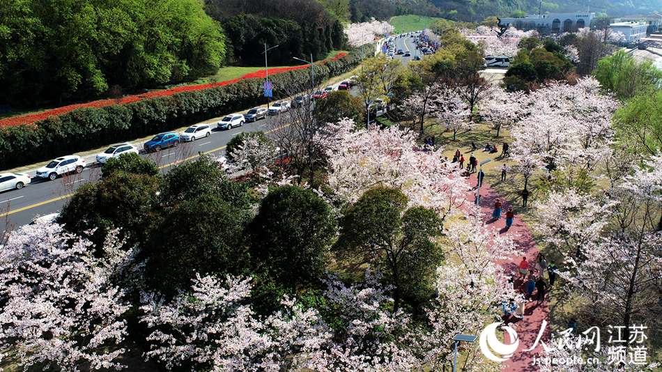 盛放的樱花吸引了不少市民前来观赏。人民网记者 王新年摄