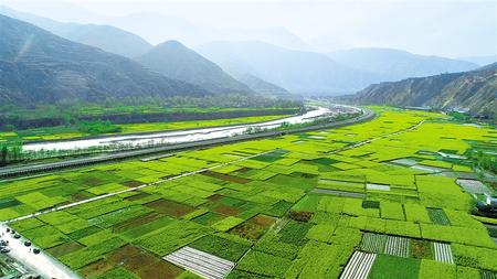 武都区白龙江沿岸近万亩油菜花竞相绽放