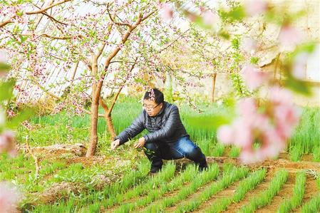 甘肃：时令催人耕种忙，不误田间一季春