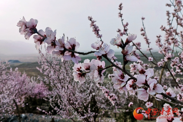  “镍都”金昌，满城花开（组图）