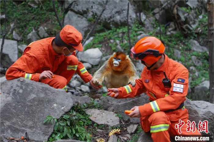 巡山邂逅成群“美猴王”！笑看随身食物遭“抢”