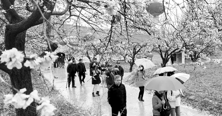 兰州市首届杏花旅游节启幕