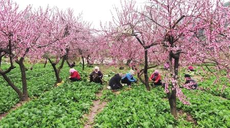 陇南：无限风光在田野