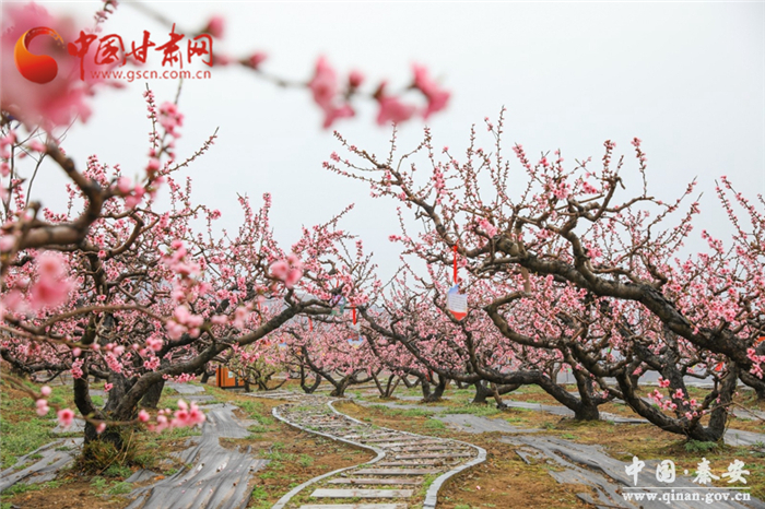 天水秦安桃花会4月12日开园 “码上游”也精彩