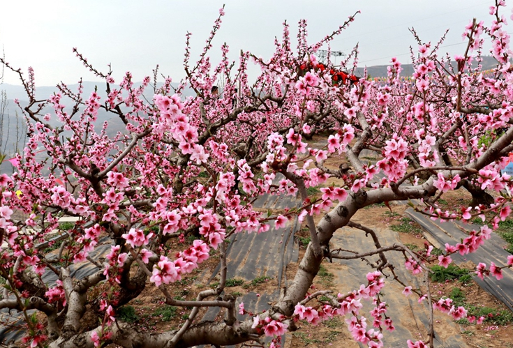 天水秦安桃花会4月12日开园 “码上游”也精彩