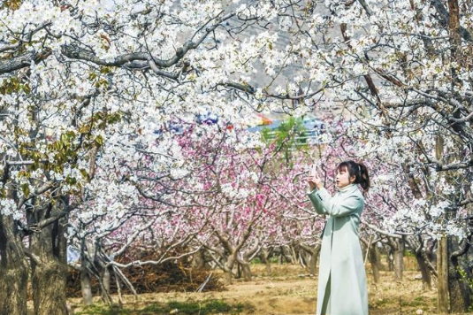 又见梨花漫天什川本周末迎来赏花高峰