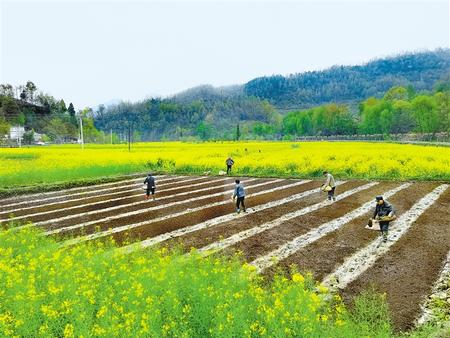 陇南康县大南峪镇花庙村村民正在培育水稻秧苗