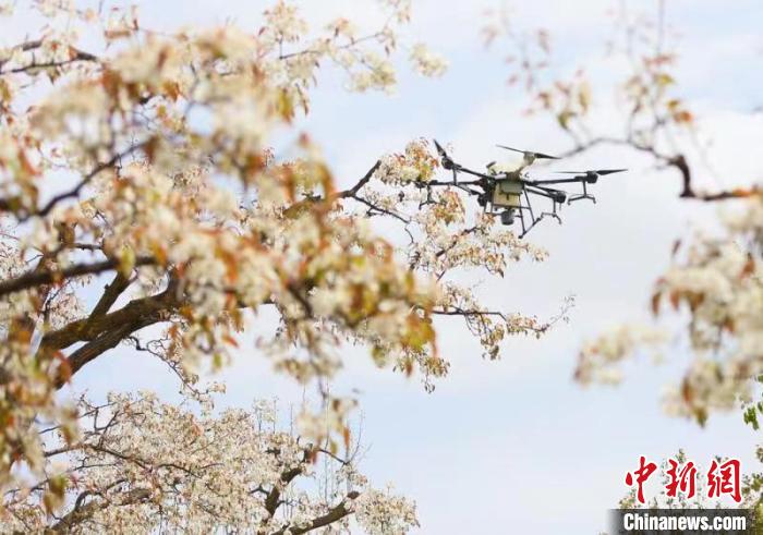 图为古梨园利用无人机飞播技术防治病虫害。　高展 摄