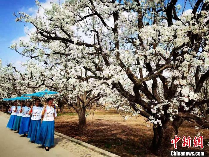 图为梨花盛开吸引游客踏青赏花。　史静静 摄